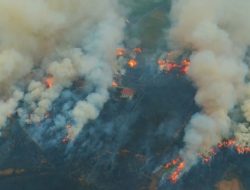 Hutan Tanamalia di Luwu Timur Disebut Capai 5.000 Hektare, Gakkum Kehutanan Dalami Dugaan Keterlibatan Pihak Lain